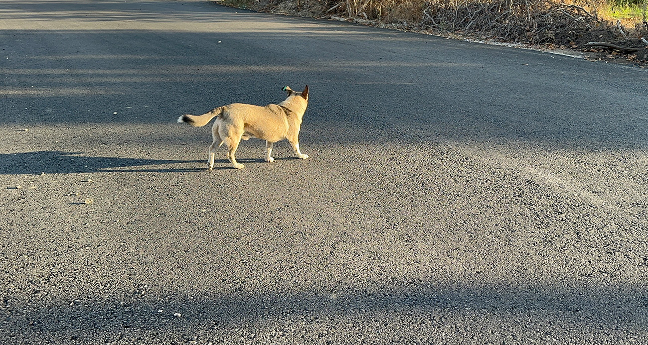 Okula giderken sokak köpeğinin saldırısına uğradı