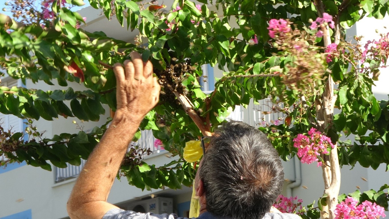 Ağaçta oğul veren bal arılarını elleriyle topladı