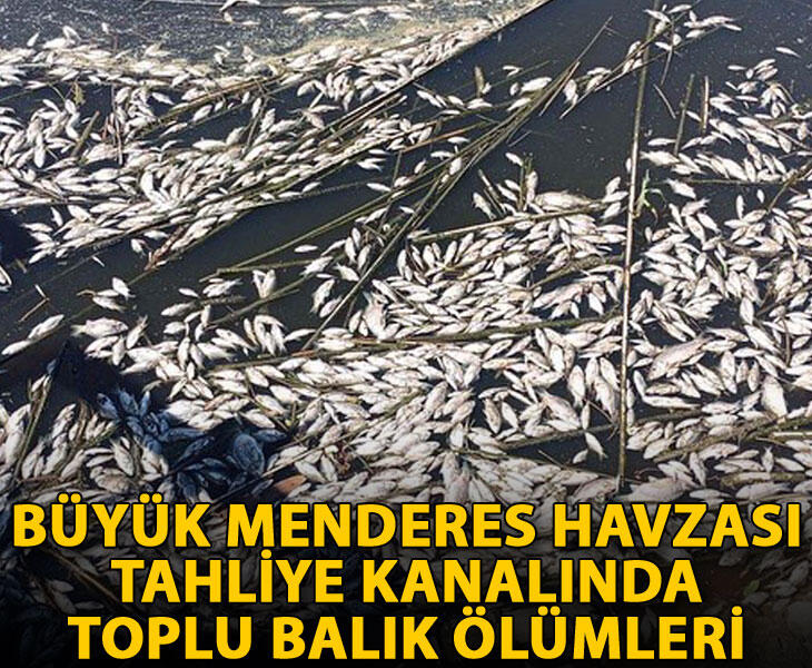 Büyük Menderes Havzası tahliye kanalında toplu balık ölümleri