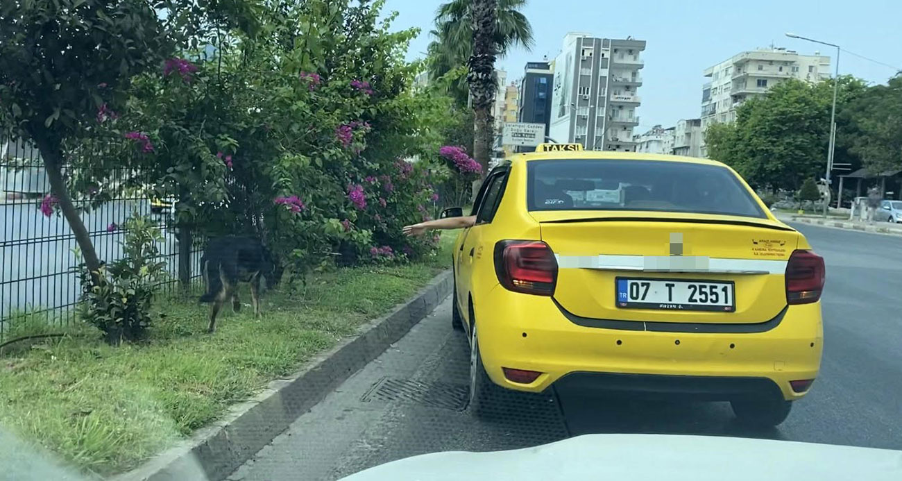 Kara yoluna çıkan köpek trafiği birbirine kattı sürücüleri peşinden koşturdu