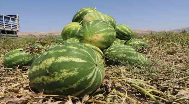 Diyarbakır da karpuz hasadı başladı