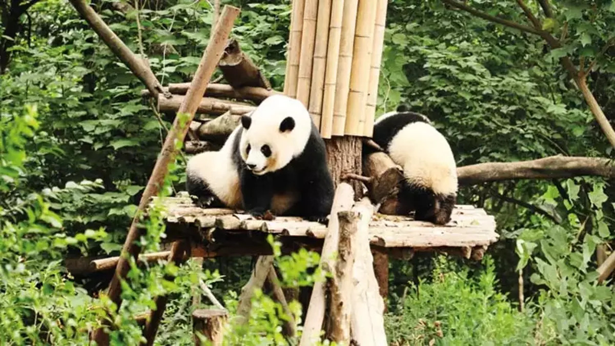 Pandaların hayata tutunduğu park