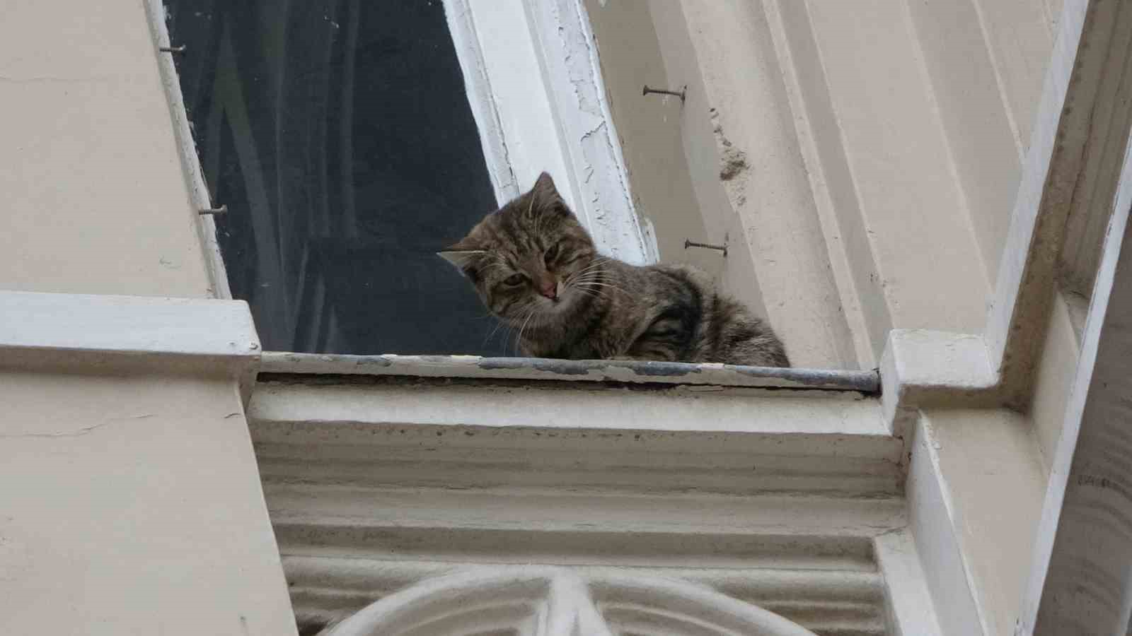 İstiklal Caddesinde film gibi kedi kurtarma operasyonu Kediyi havada yakalamaya çalışırken tırmala