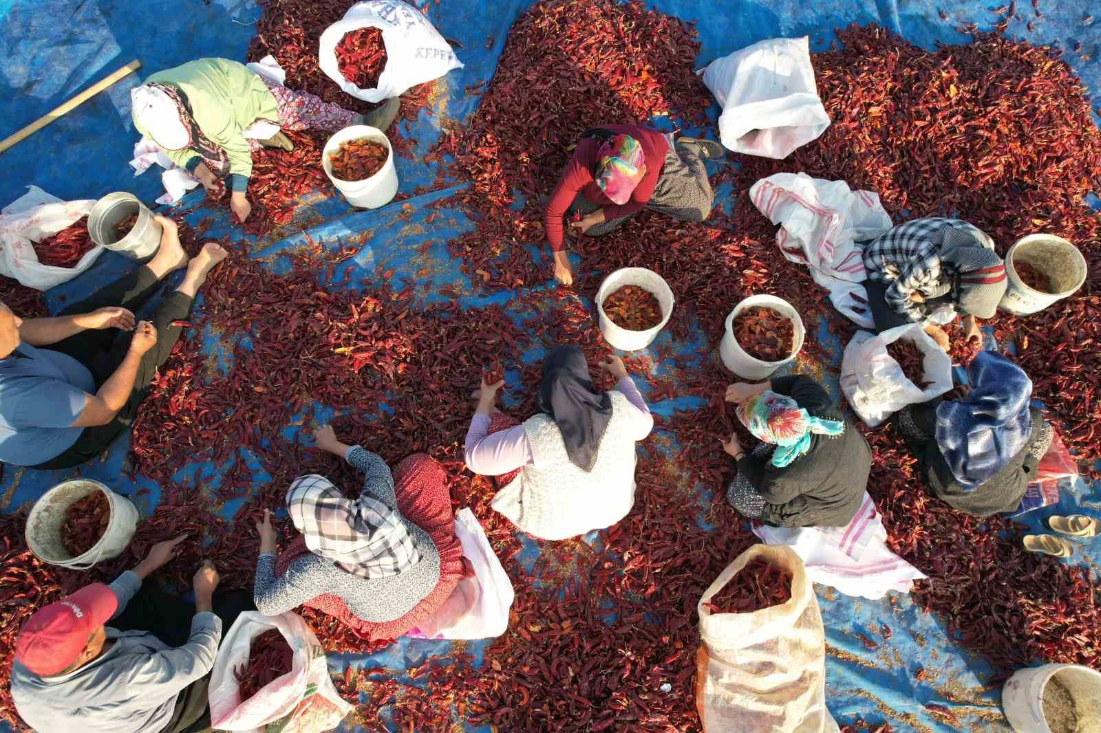 Tescilli Maraş biberinde yılın son hasadı