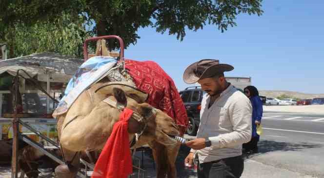 Kapadokya da sıcaktan bunalan develer dondurma ile serinliyor